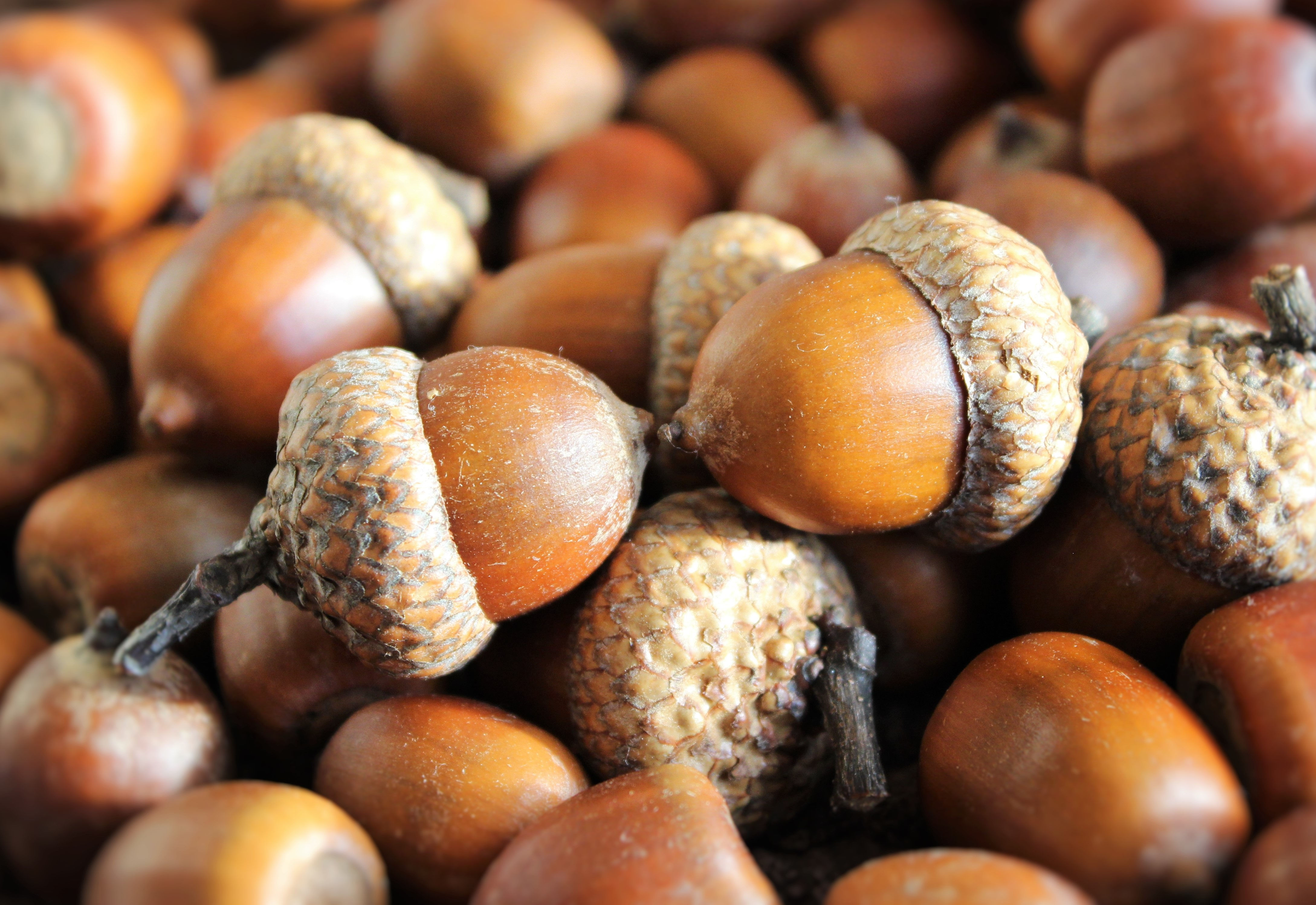 acorns