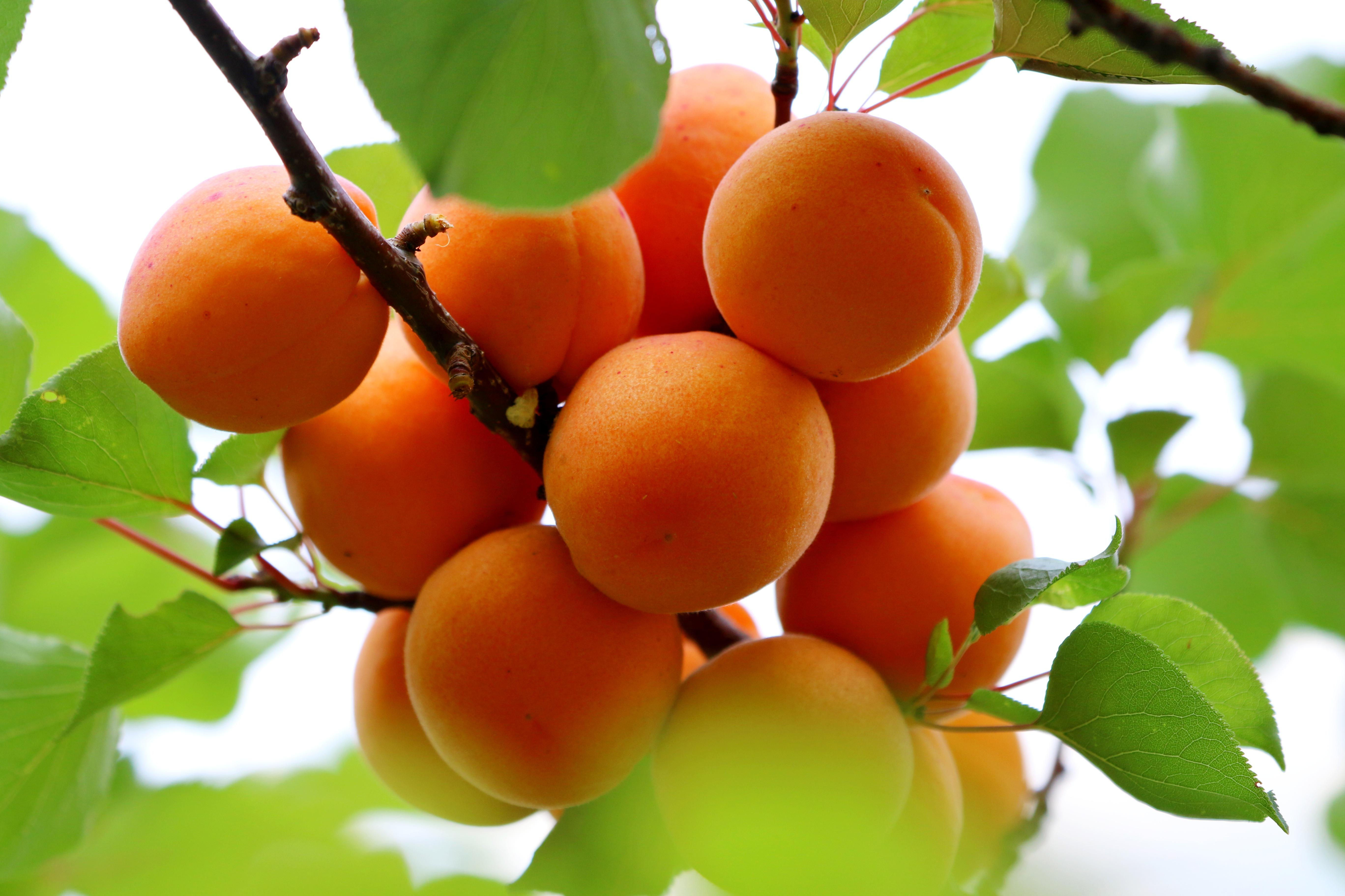Apricots