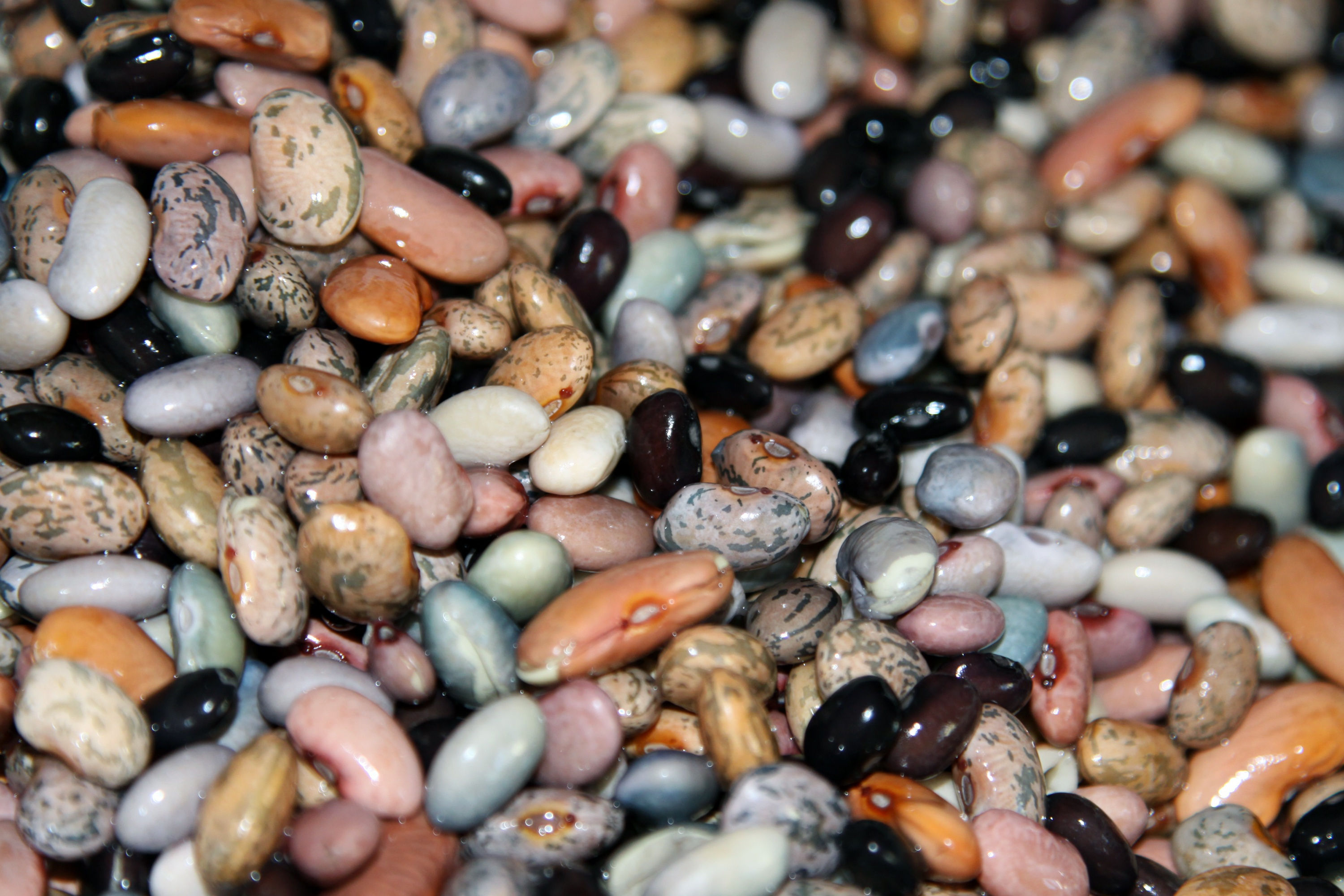 Beans