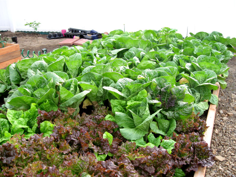 leaf lettuce and baechu