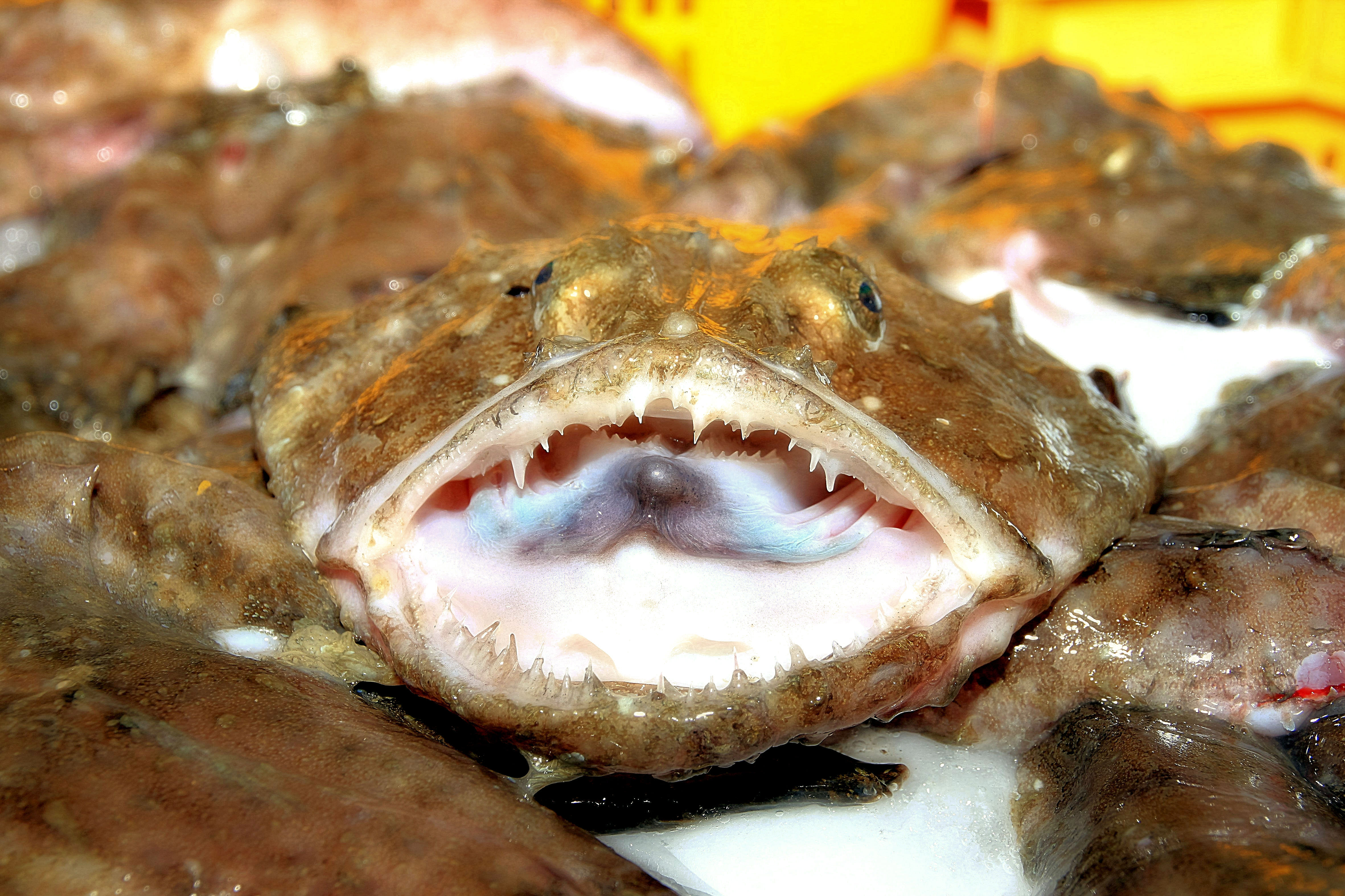 agwi/Monkfish