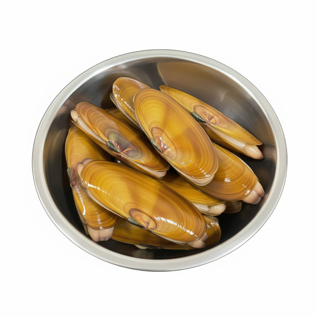 Razor Clam Illustration